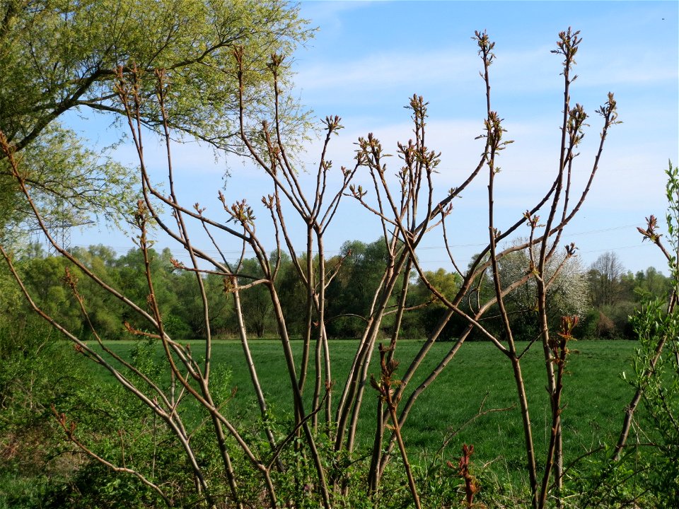 Essigbaum (Rhus typhina) am Erlichsee bei Oberhausen-Rheinhausen