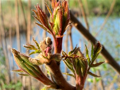 Essigbaum (Rhus typhina) am Erlichsee bei Oberhausen-Rheinhausen