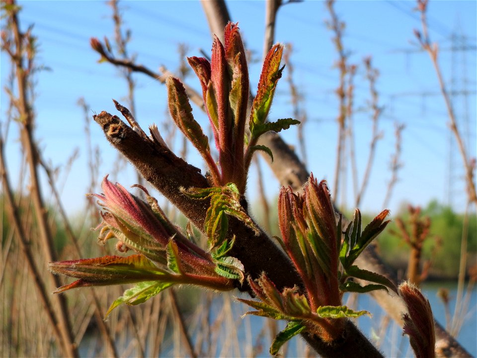 Essigbaum (Rhus typhina) am Erlichsee bei Oberhausen-Rheinhausen
