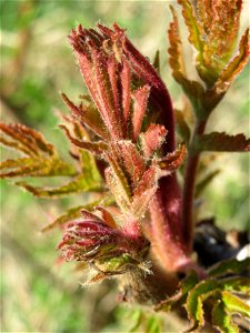 Essigbaum (Rhus typhina) am Erlichsee bei Oberhausen-Rheinhausen