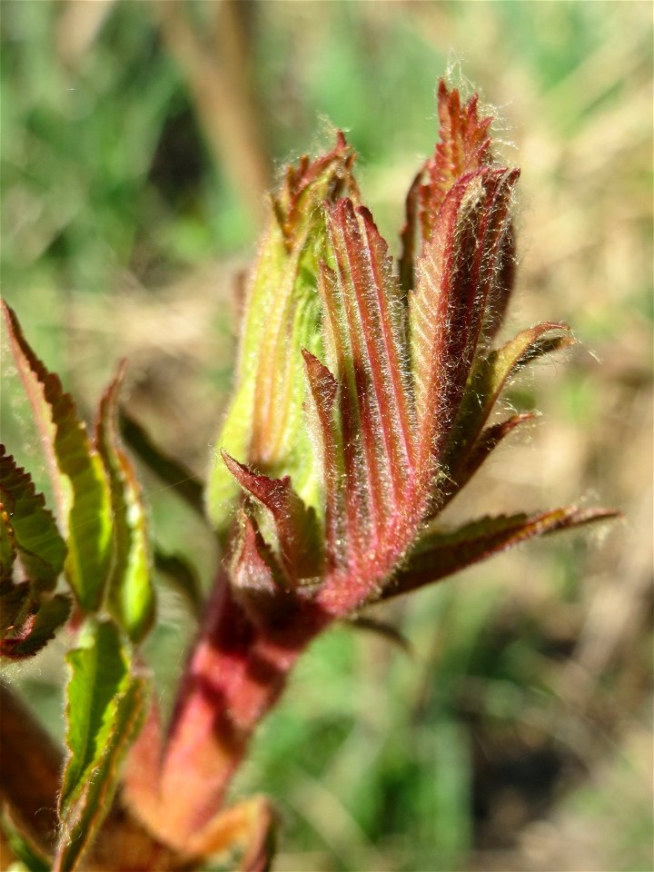 Essigbaum (Rhus typhina) am Erlichsee bei Oberhausen-Rheinhausen