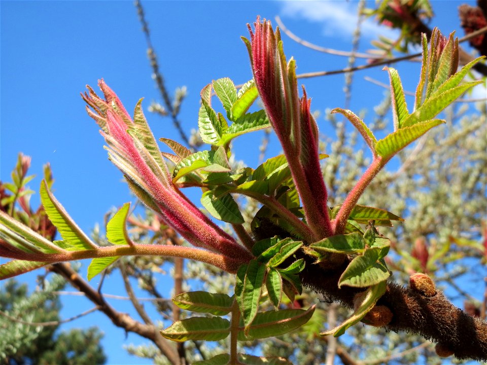 Essigbaum (Rhus typhina) in Hockenheim-Talhaus