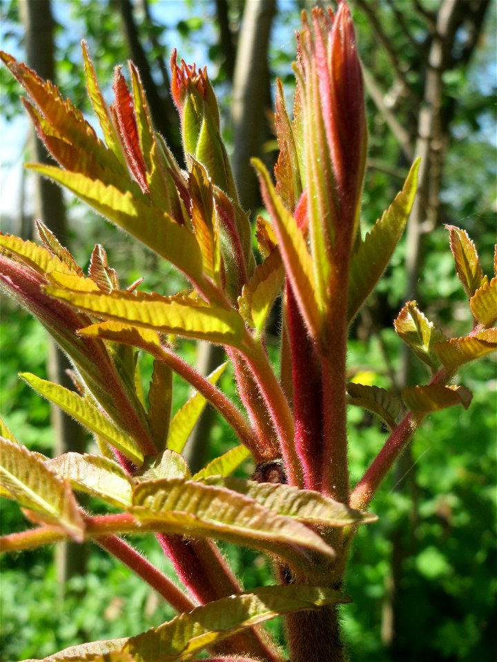 Essigbaum (Rhus typhina) im Hockenheimer Rheinbogen