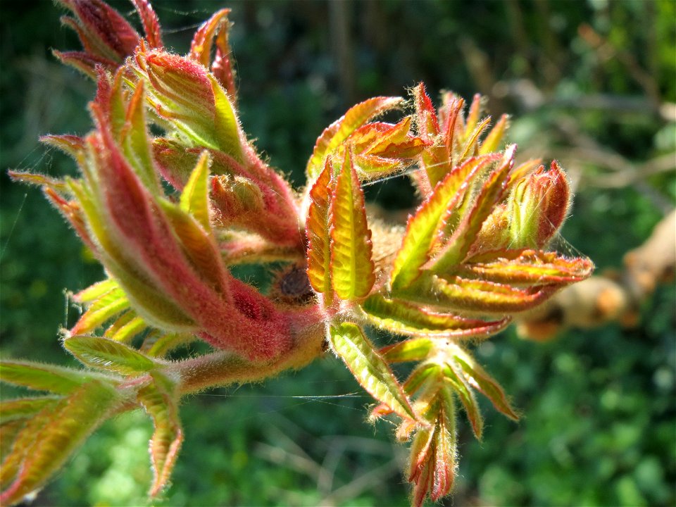 Essigbaum (Rhus typhina) im Hockenheimer Rheinbogen