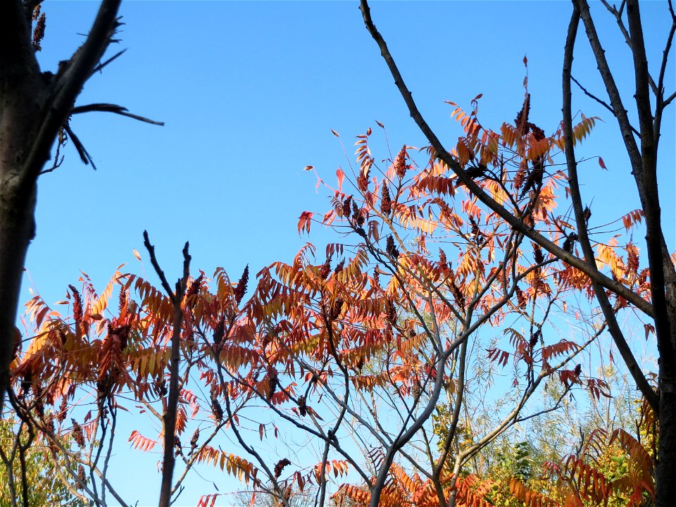 Essigbaum (Rhus typhina) in Hockenheim