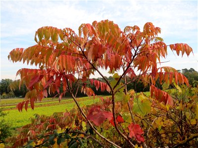 Essigbaum (Rhus typhina) auf der Friedenshöhe (Naturschutzgebiet Oftersheimer Dünen)