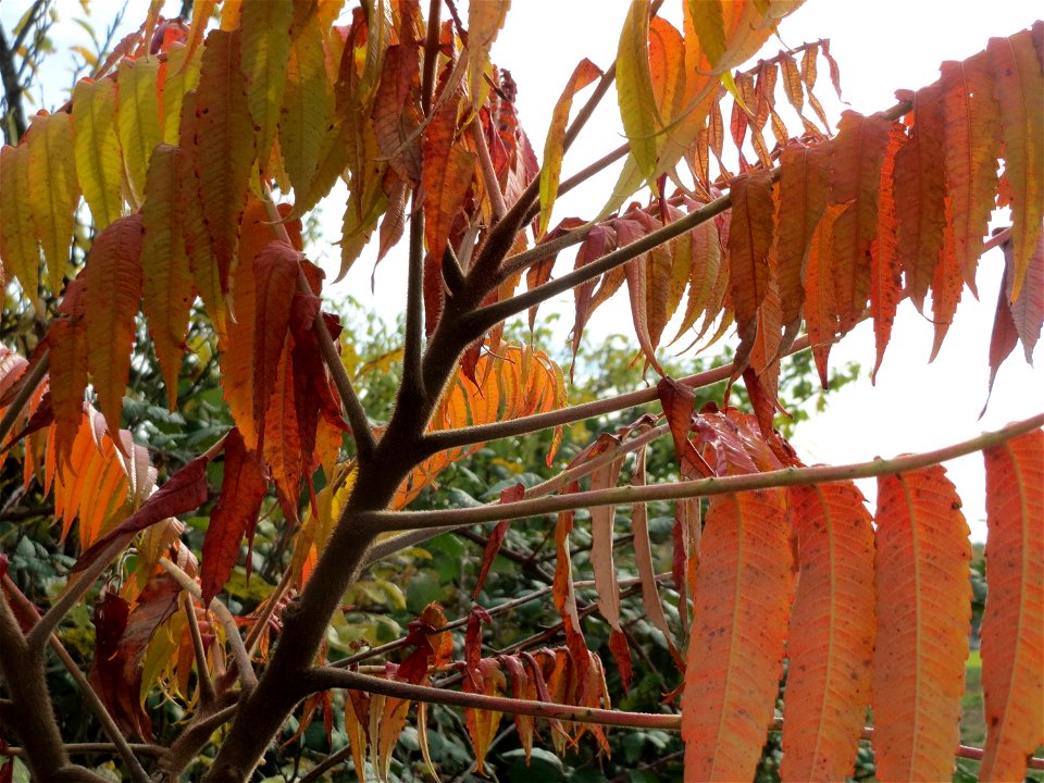 Essigbaum (Rhus typhina) auf der Friedenshöhe (Naturschutzgebiet Oftersheimer Dünen)