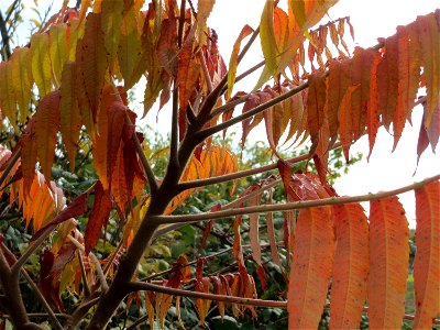 Essigbaum (Rhus typhina) auf der Friedenshöhe (Naturschutzgebiet Oftersheimer Dünen)