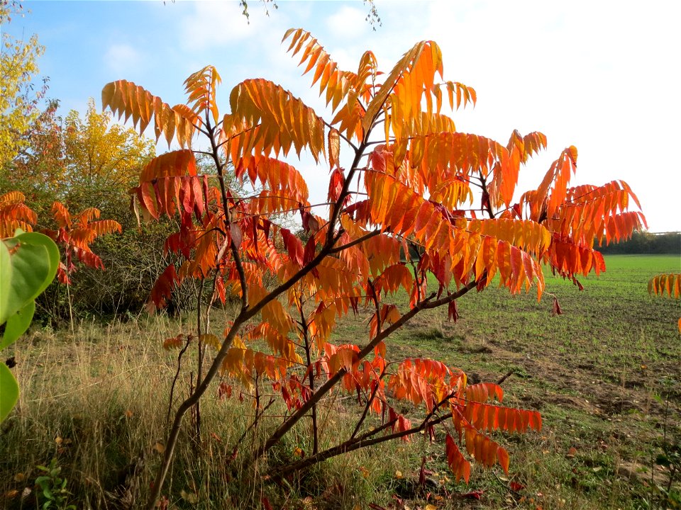 Essigbaum (Rhus typhina) in Hockenheim