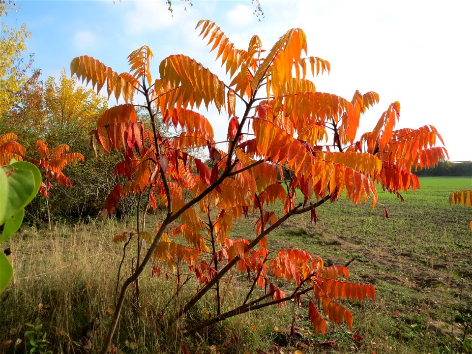 Essigbaum (Rhus typhina) in Hockenheim photo