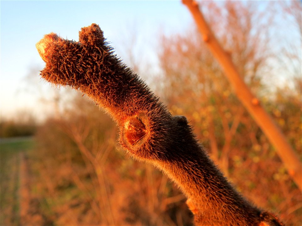 Essigbaum (Rhus typhina) in Hockenheim