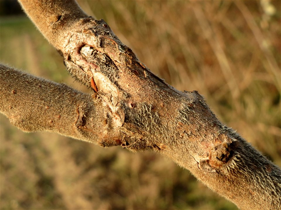 Essigbaum (Rhus typhina) in Hockenheim