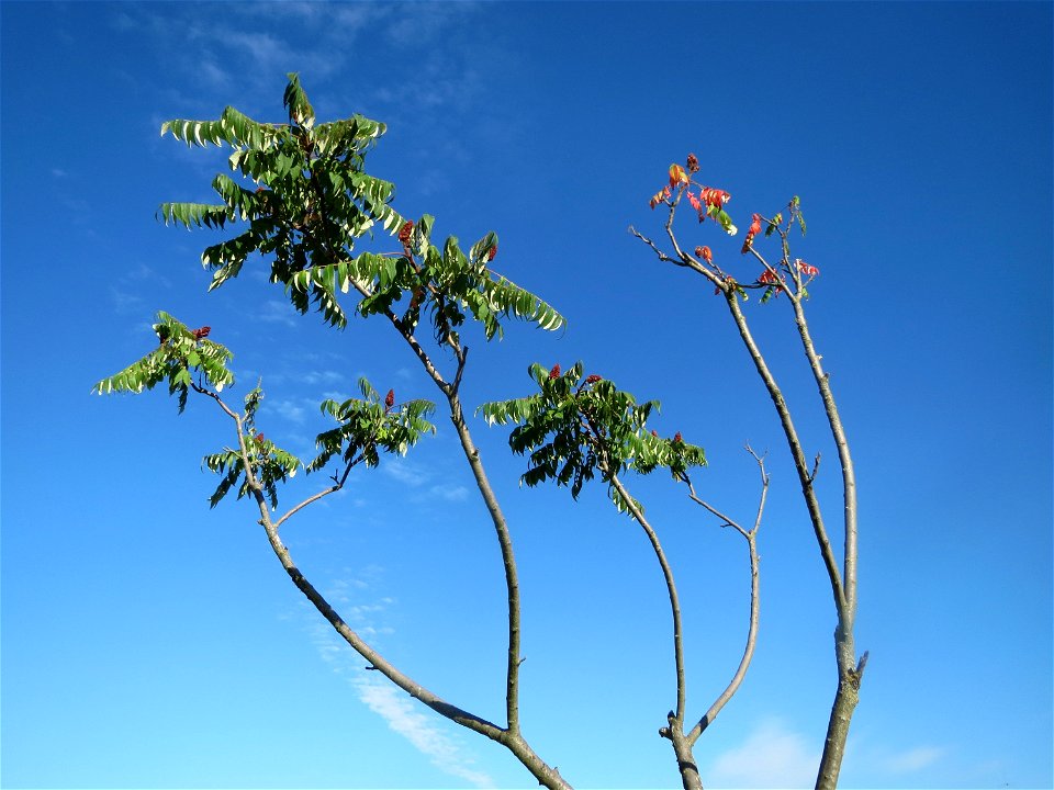 Essigbaum (Rhus typhina) in Hockenheim-Talhaus