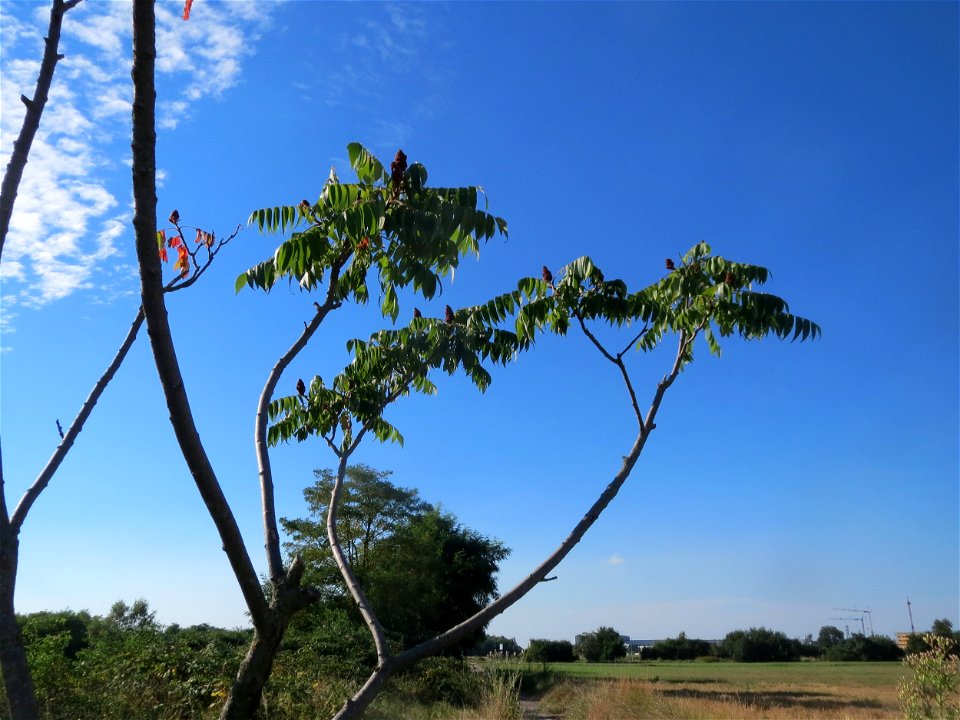 Essigbaum (Rhus typhina) in Hockenheim-Talhaus