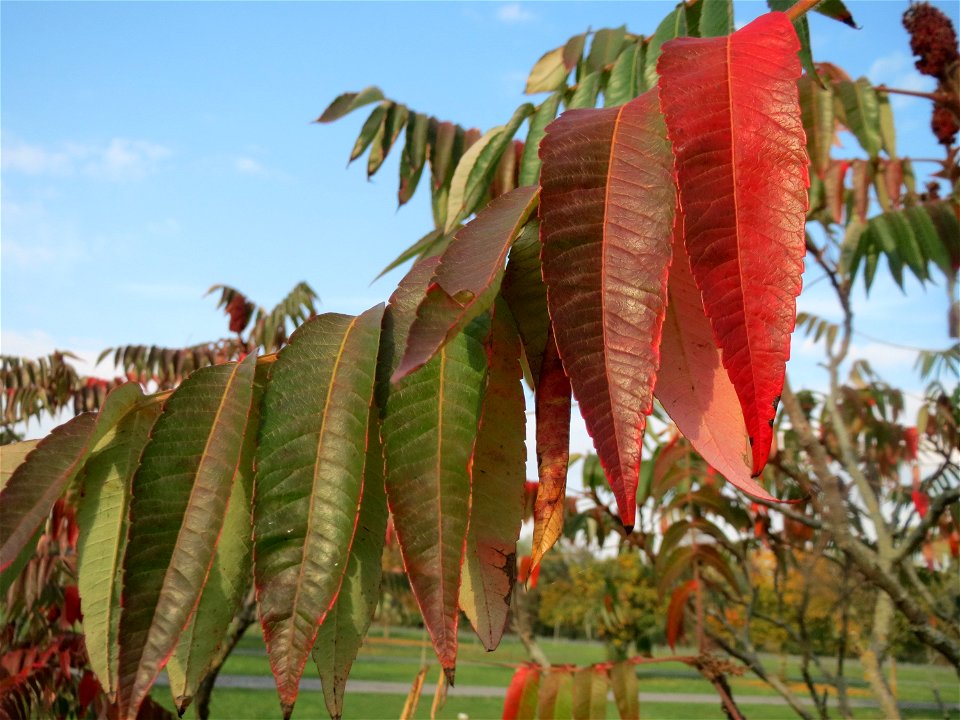 Essigbaum (Rhus typhina) in Hockenheim