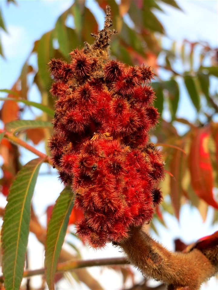 Essigbaum (Rhus typhina) in Hockenheim