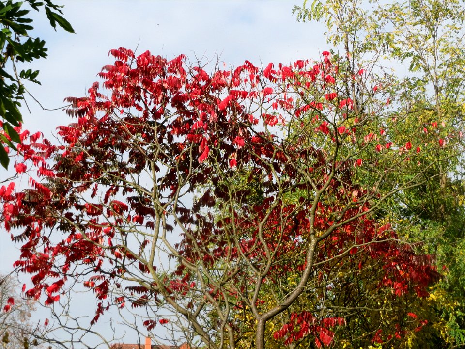 Essigbaum (Rhus typhina) in Hockenheim
