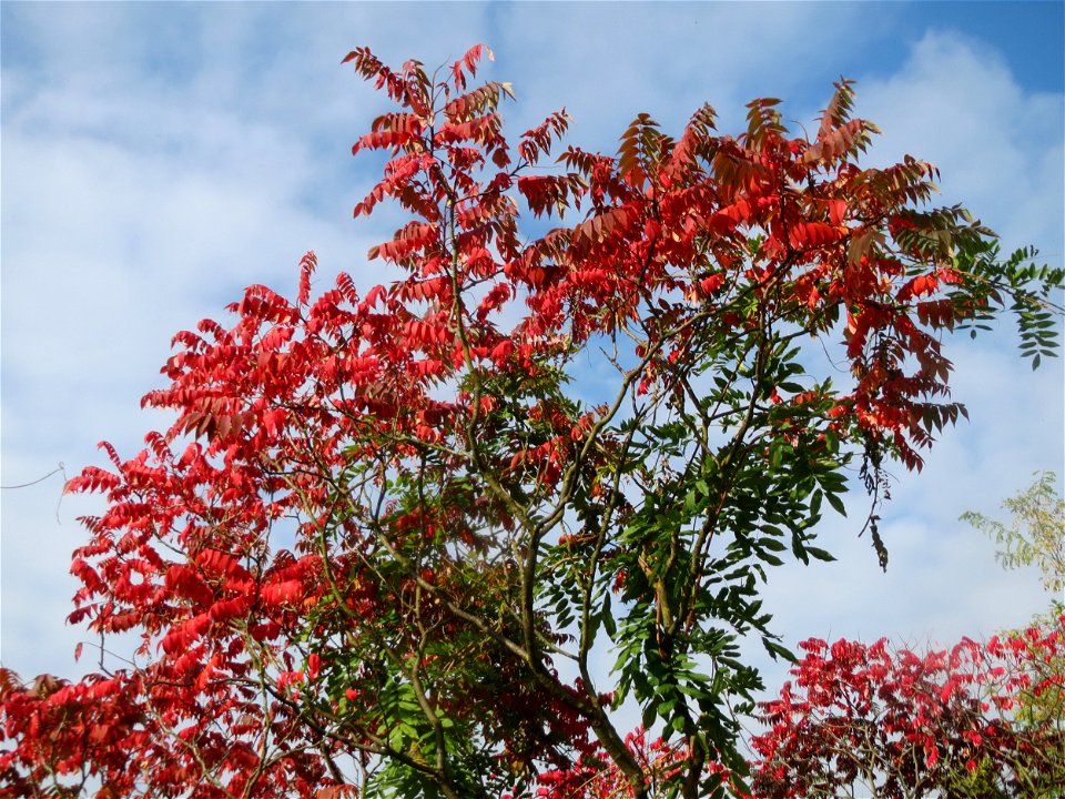 Essigbaum (Rhus typhina) in Hockenheim photo