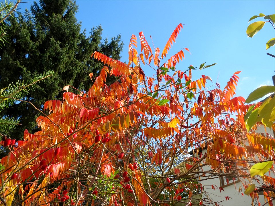 Essigbaum (Rhus typhina) in Hockenheim