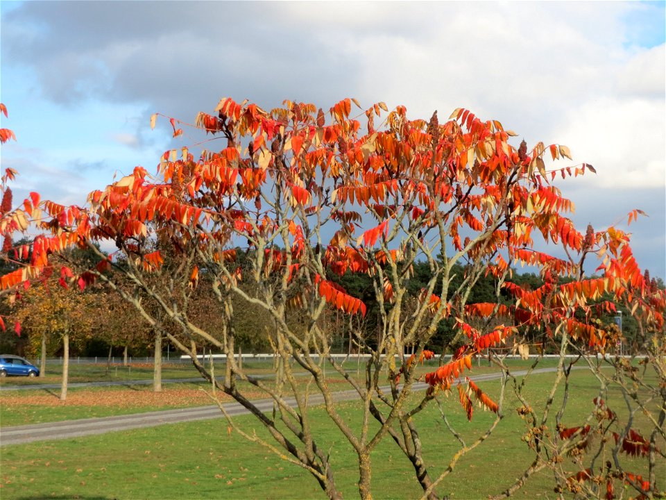 Essigbaum (Rhus typhina) in Hockenheim