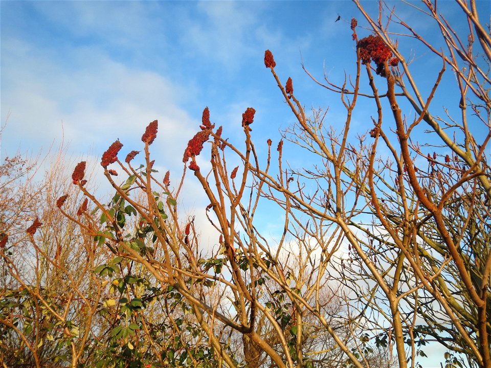 Essigbaum (Rhus typhina) in Hockenheim