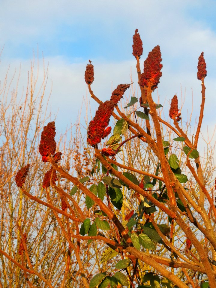Essigbaum (Rhus typhina) in Hockenheim