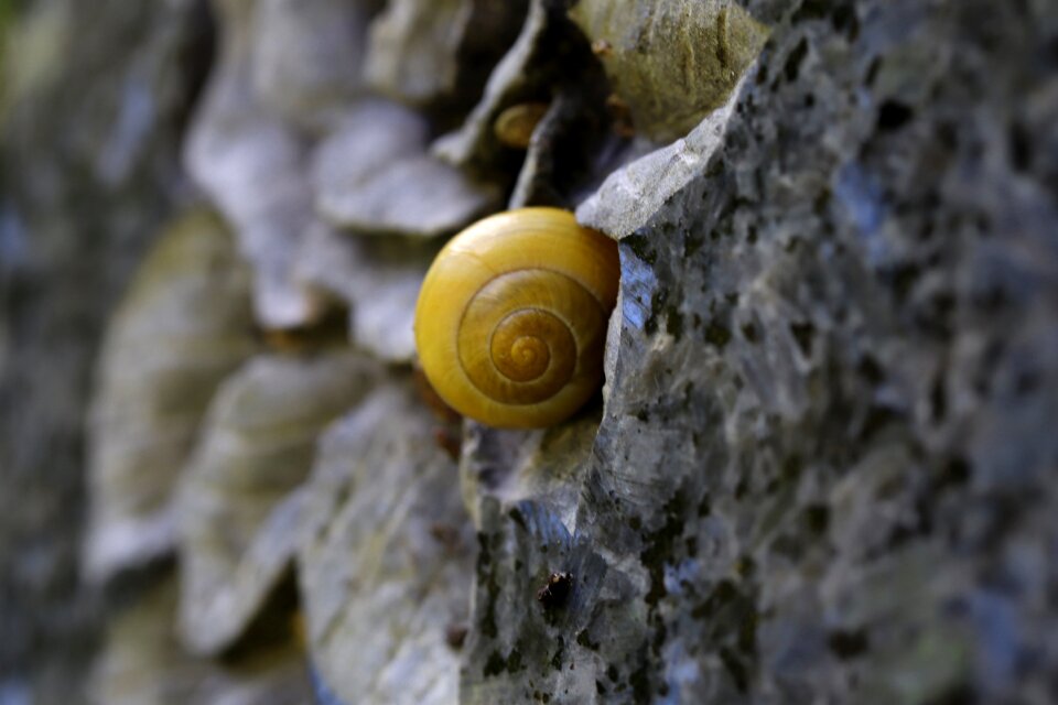 Snail shell animal nature