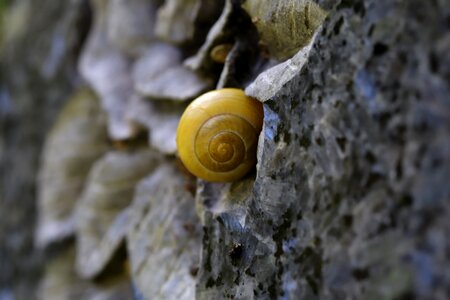 Snail shell animal nature