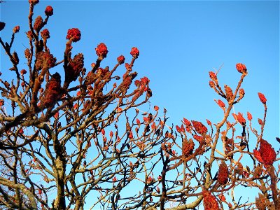 Essigbaum (Rhus typhina) in Hockenheim. Der Essigbaum verbreitet sich vielerorts invasiv, in diesem Fall ist er gepflanzt photo