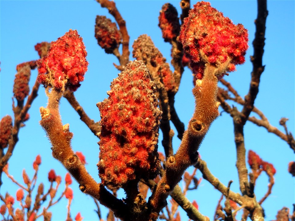 Essigbaum (Rhus typhina) in Hockenheim. Der Essigbaum verbreitet sich vielerorts invasiv, in diesem Fall ist er gepflanzt