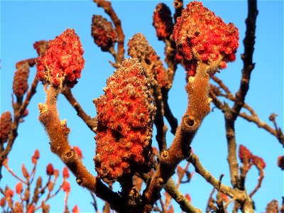 Essigbaum (Rhus typhina) in Hockenheim. Der Essigbaum verbreitet sich vielerorts invasiv, in diesem Fall ist er gepflanzt