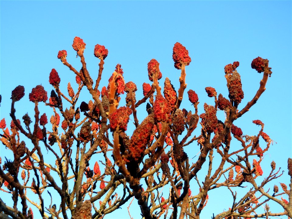 Essigbaum (Rhus typhina) in Hockenheim. Der Essigbaum verbreitet sich vielerorts invasiv, in diesem Fall ist er gepflanzt