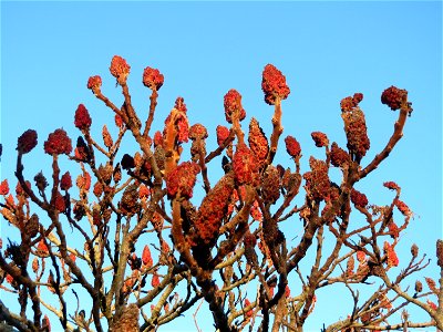 Essigbaum (Rhus typhina) in Hockenheim. Der Essigbaum verbreitet sich vielerorts invasiv, in diesem Fall ist er gepflanzt