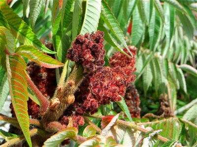 Essigbaum (Rhus typhina) in Hockenheim - schon im 17.Jh.aus Nordamerika eingeschleppt photo