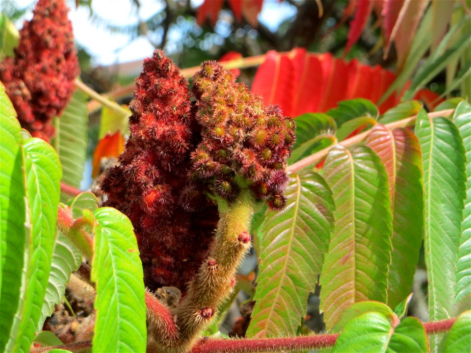 Essigbaum (Rhus typhina) in Hockenheim - schon im 17.Jh.aus Nordamerika eingeschleppt