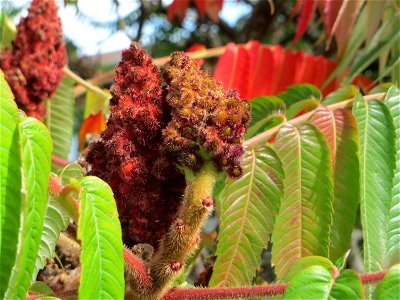 Essigbaum (Rhus typhina) in Hockenheim - schon im 17.Jh.aus Nordamerika eingeschleppt