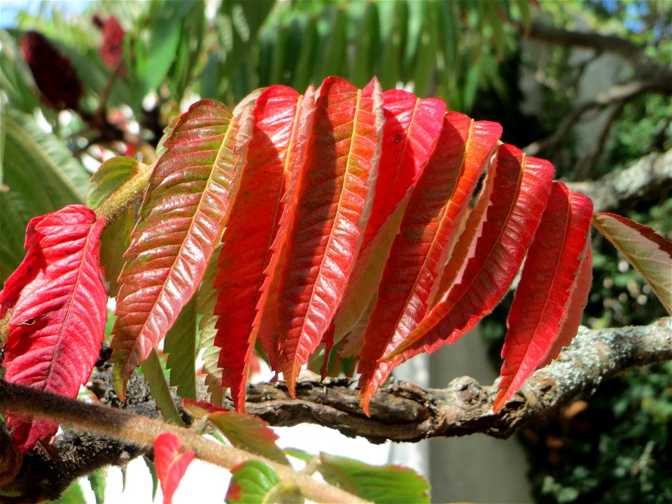 Essigbaum (Rhus typhina) in Hockenheim - schon im 17.Jh. aus Nordamerika eingeschleppt