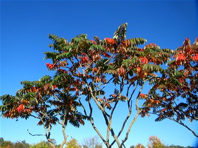 Essigbaum (Rhus typhina) in Hockenheim - Ursprung: östliches Nordamerika, schon um 1620 in Europa eingeführt