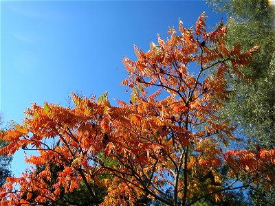 Essigbaum (Rhus typhina) - invasiv im Hockenheimer Rheinbogen - Ursprung: Nordamerika