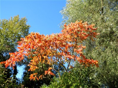 Essigbaum (Rhus typhina) - invasiv im Hockenheimer Rheinbogen - Ursprung: Nordamerika