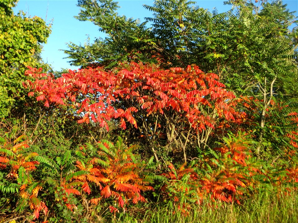Essigbaum (Rhus typhina) bei Hockenheim