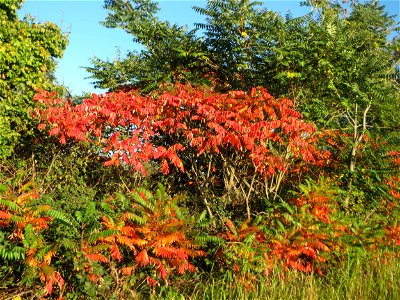 Essigbaum (Rhus typhina) bei Hockenheim
