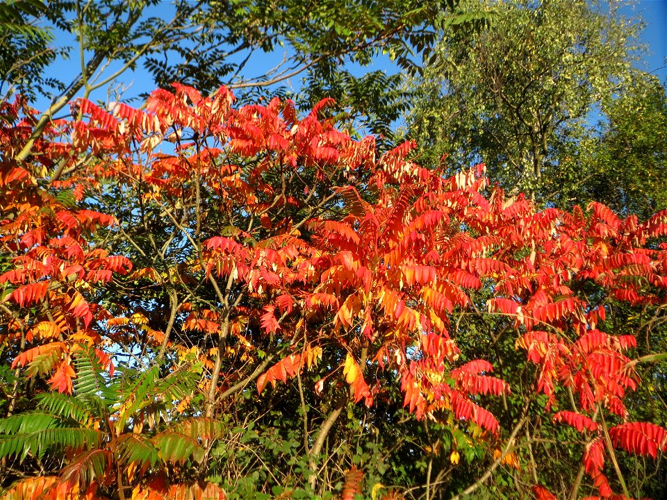 Essigbaum (Rhus typhina) bei Hockenheim