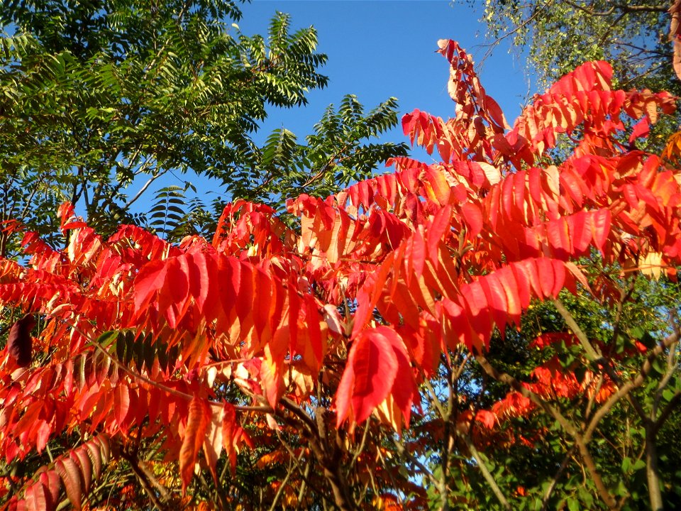 Essigbaum (Rhus typhina) bei Hockenheim - eingeschleppt aus Nordamerika