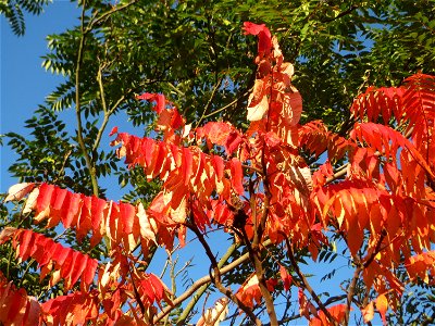 Essigbaum (Rhus typhina) bei Hockenheim - eingeschleppt aus Nordamerika