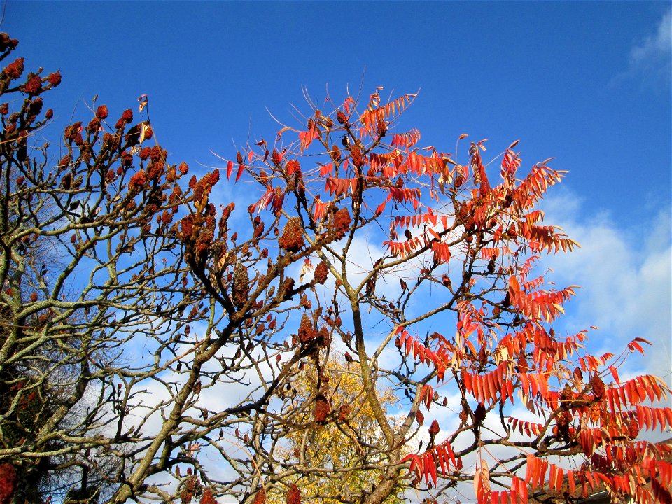 Essigbaum (Rhus typhina) in Hockenheim - Ursprung: östliches Nordamerika, schon um 1620 in Europa eingeführt