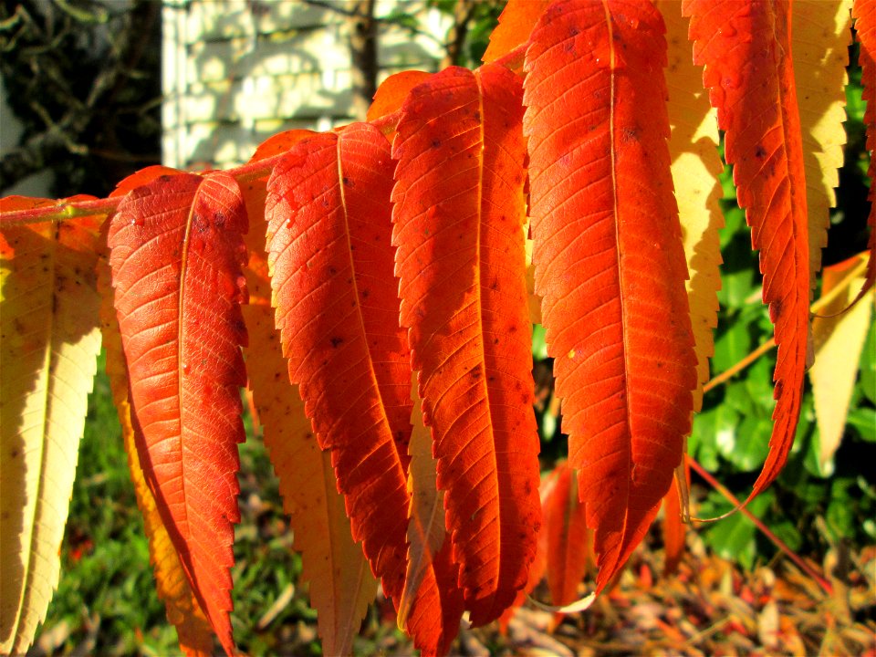 Essigbaum (Rhus typhina) in Hockenheim - Ursprung: östliches Nordamerika, schon um 1620 in Europa eingeführt