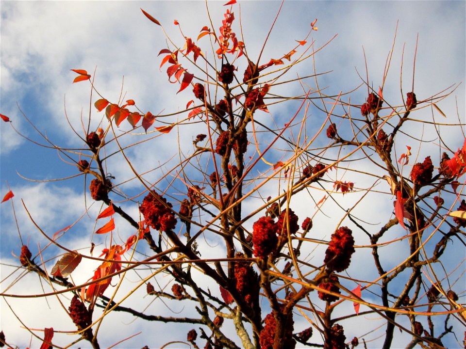 Essigbaum (Rhus typhina) in Hockenheim - Ursprung: östliches Nordamerika, schon um 1620 in Europa eingeführt