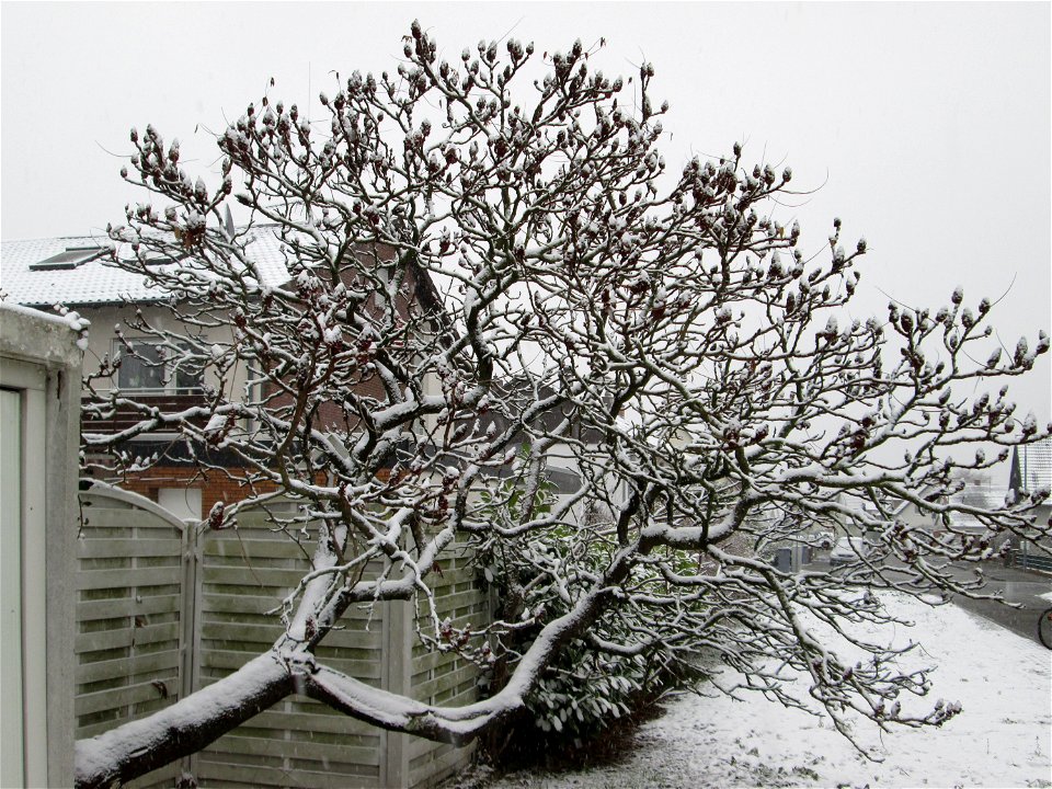 Essigbaum (Rhus typhina) in Hockenheim bei Neuschnee am 3. Dezember 2017 - Ursprung: östliches Nordamerika, schon um 1620 in Europa eingeführt