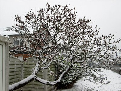 Essigbaum (Rhus typhina) in Hockenheim bei Neuschnee am 3. Dezember 2017 - Ursprung: östliches Nordamerika, schon um 1620 in Europa eingeführt photo